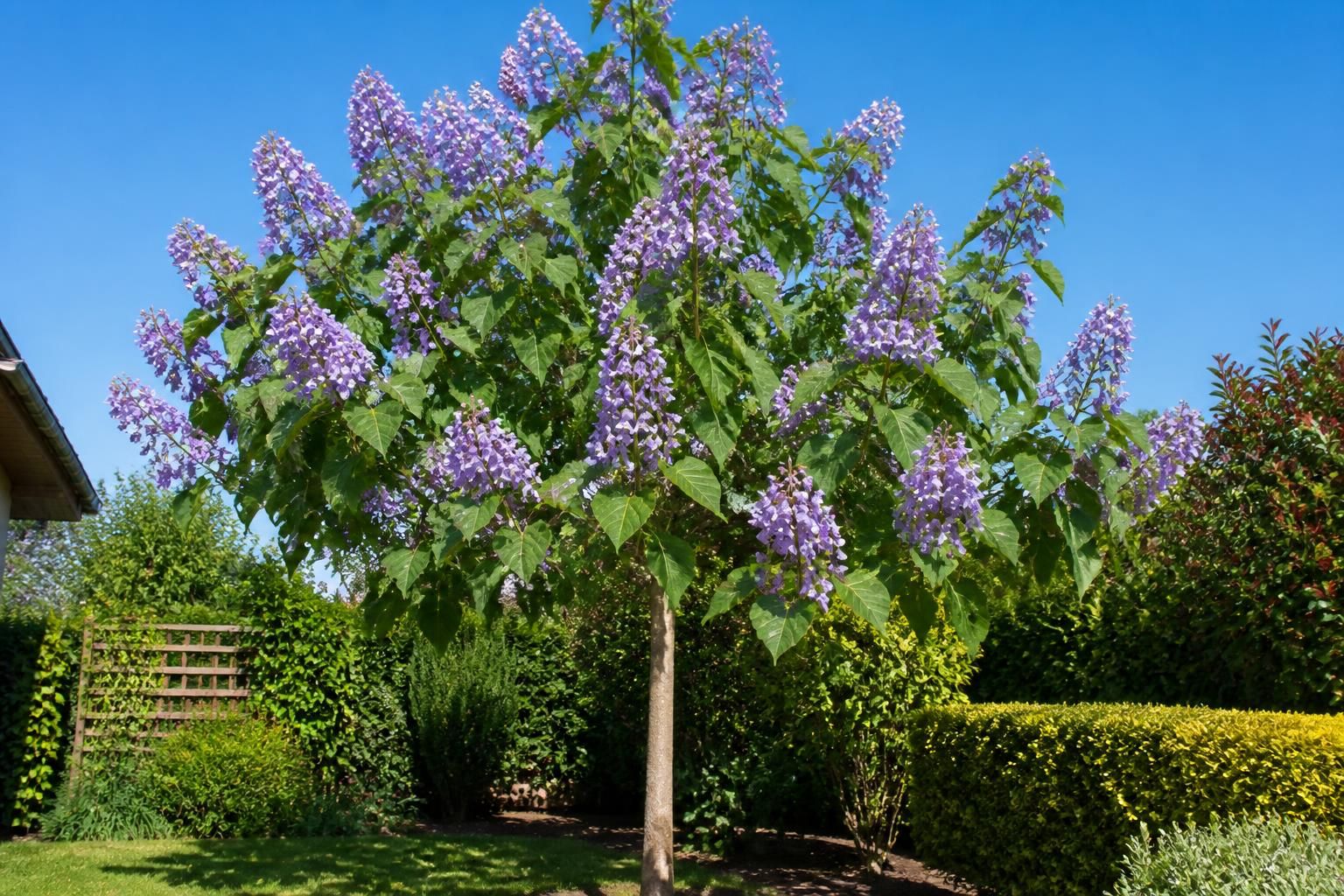découvrez tout sur l'arbre paulownia : son prix, sa floraison spectaculaire et nos conseils pratiques pour réussir son achat et sa plantation.