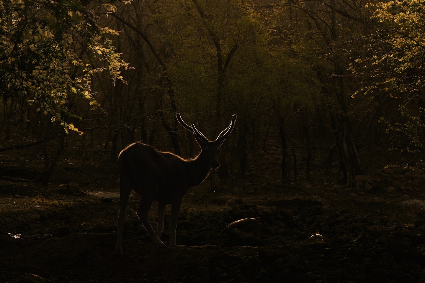 a deer standing in the middle of a forest