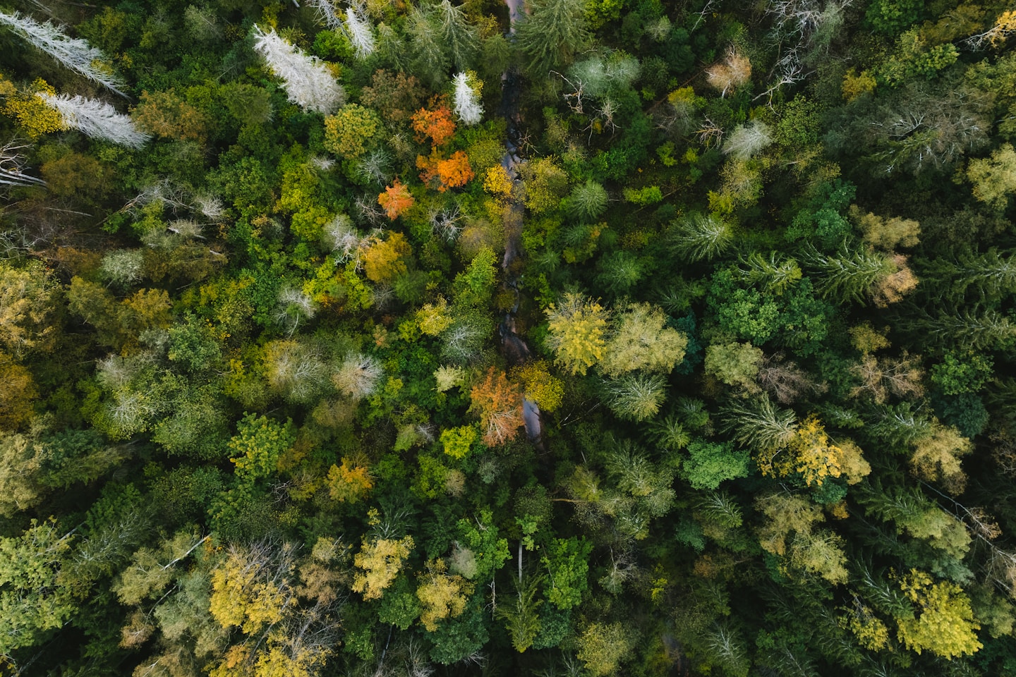 Aerial view of a dense forest with autumn foliage.