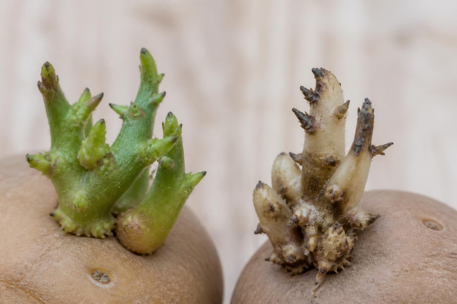 découvrez si les germes de pomme de terre sont toxiques ou comestibles, leurs effets sur la santé, et les précautions à prendre avant consommation.